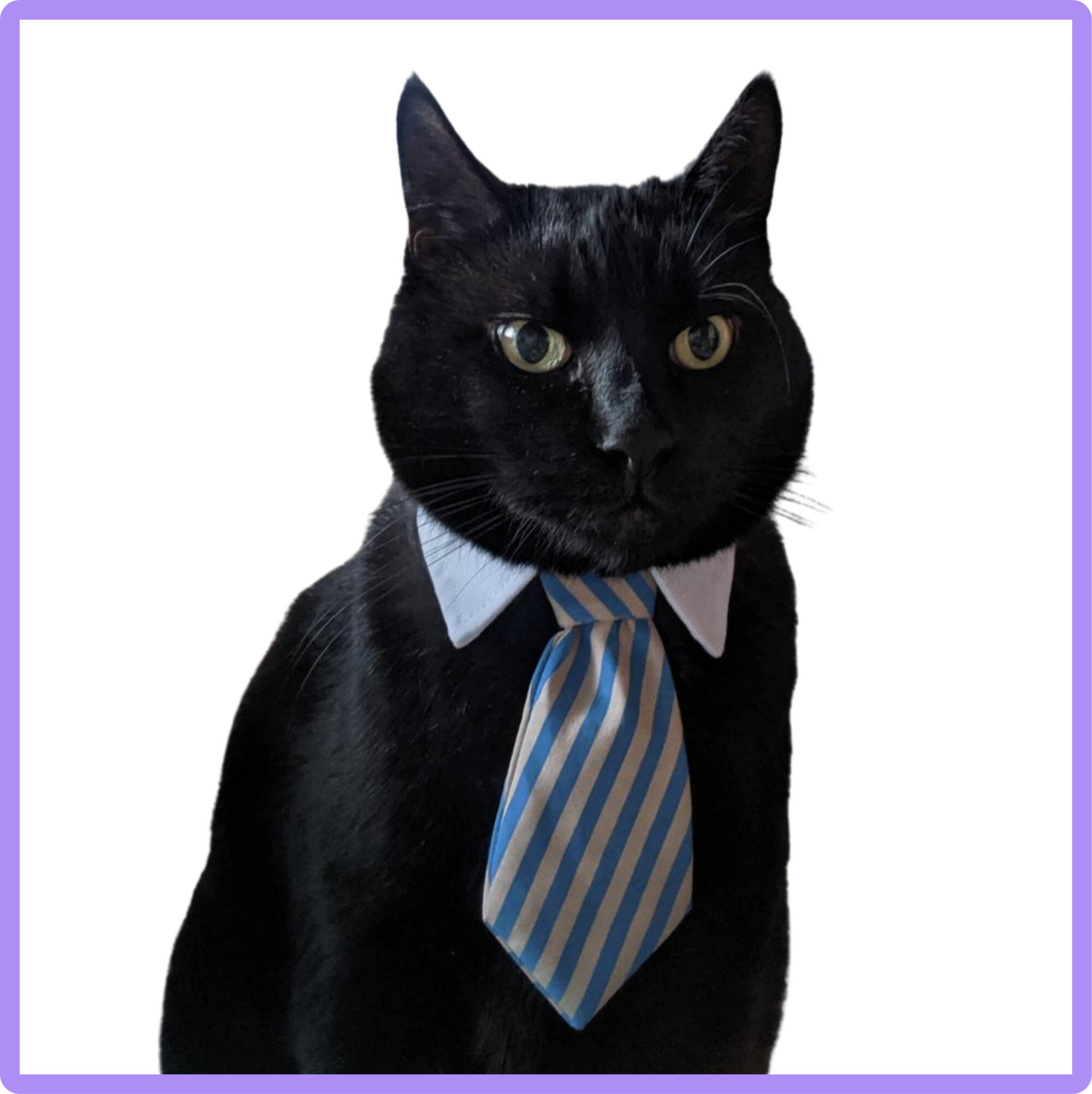 Black Cat with Business Tie On